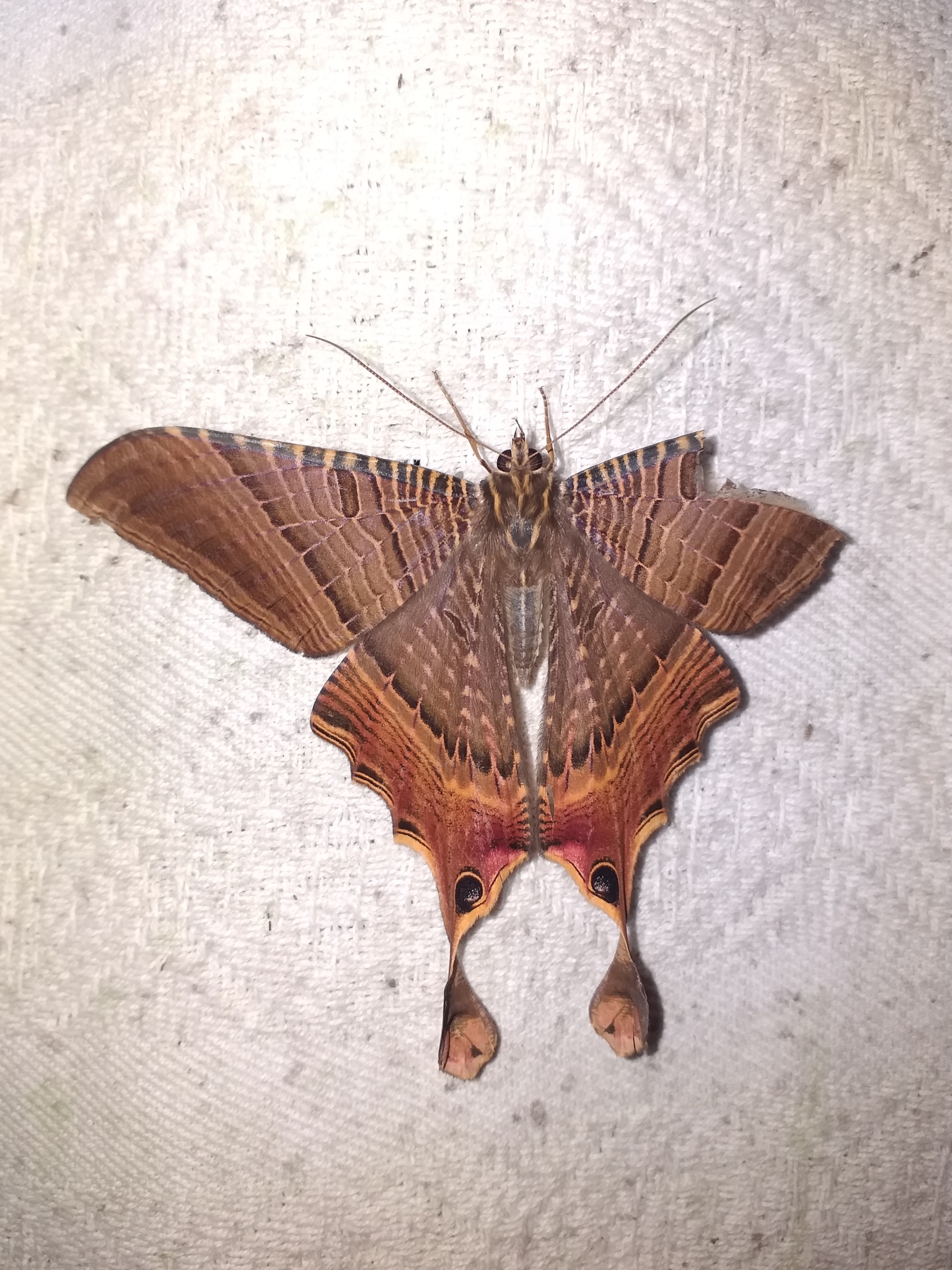 Nothus lunus Linnaeus, 1758