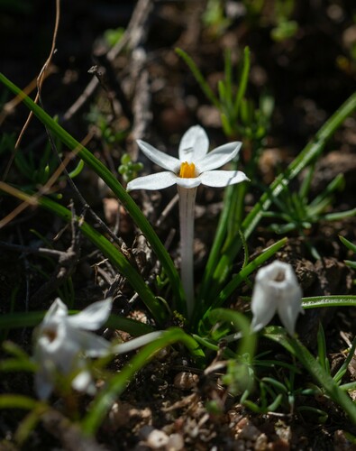 Long Capestar (Pauridia longituba)