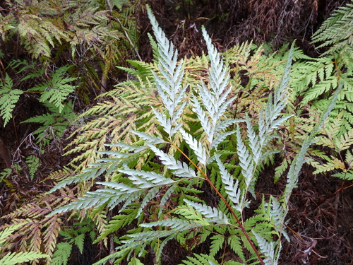 Loxsoma cunninghamii (Loxsoma cunninghamii)