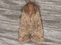 Protorthodes curtica