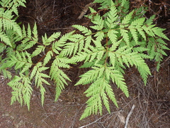 Loxsoma cunninghamii