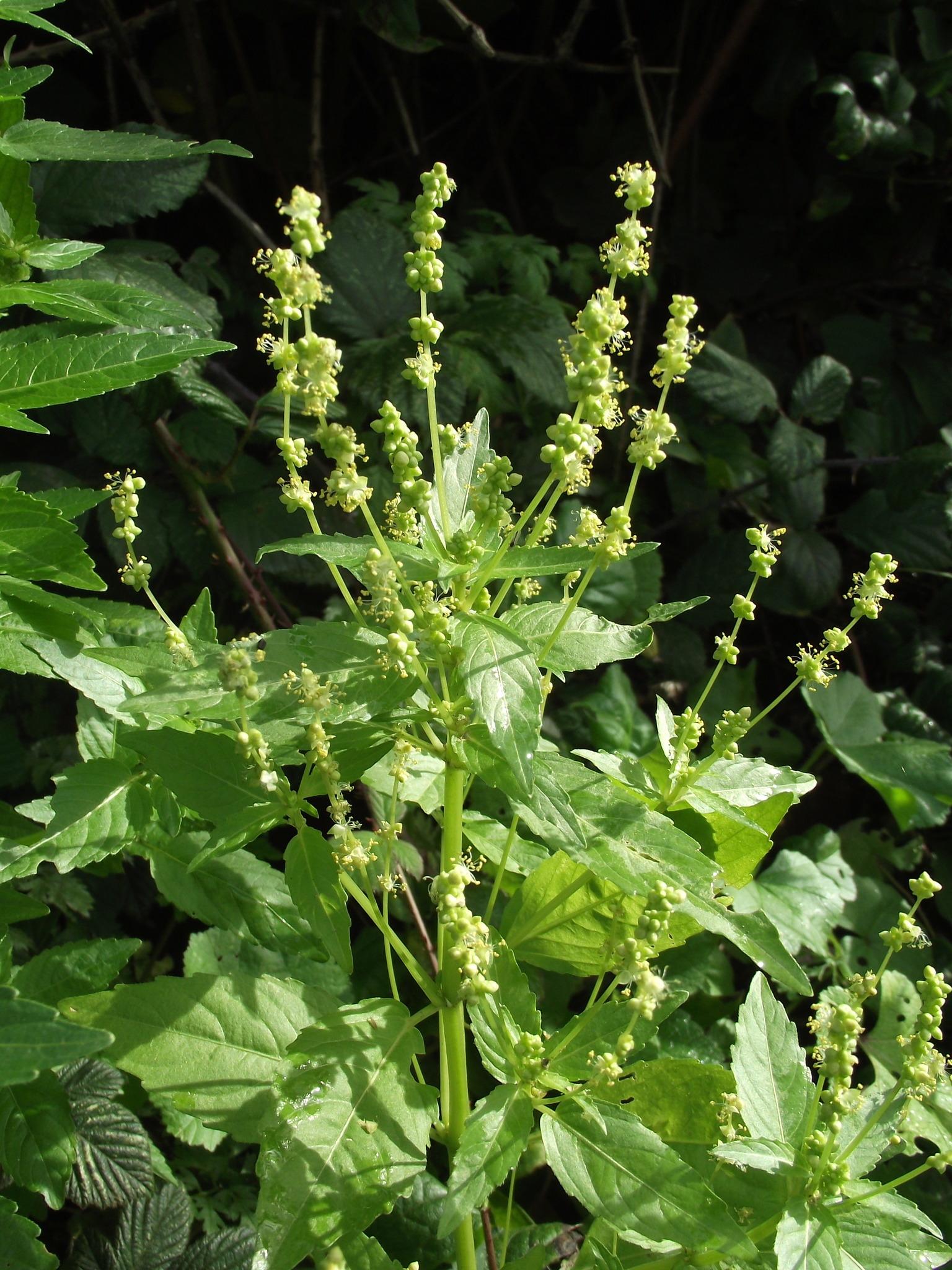 Mercurialis