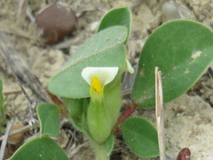 Tripodion tetraphyllum