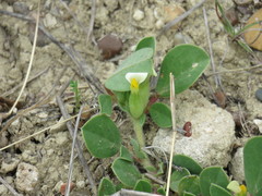 Tripodion tetraphyllum