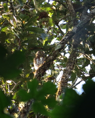 Glaucidium sanchezi
