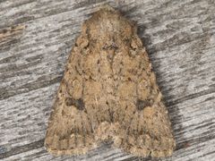 Protorthodes alfkenii