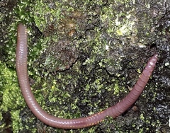 Clitellata