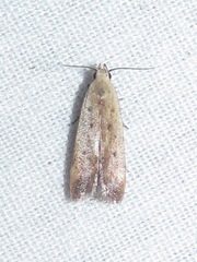 Anacampsis fullonella