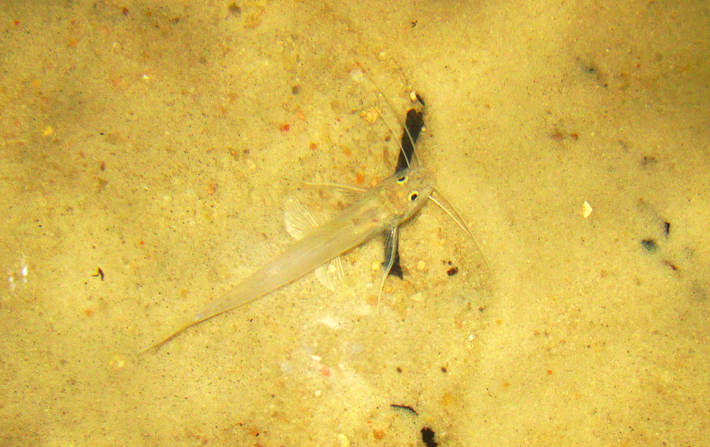 Zweepdraad-meerval (Mastiglanis asopos) — Heptapteridae