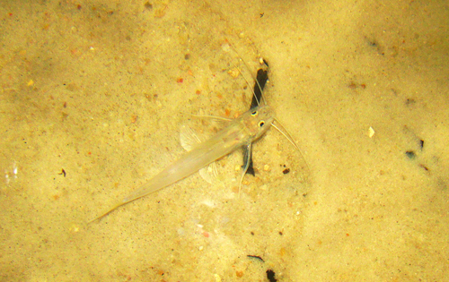 Whiptail catfish (Mastiglanis asopos) — Heptapteridae