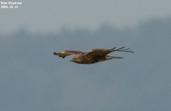 Buteo japonicus