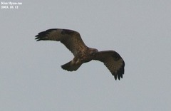 Buteo japonicus