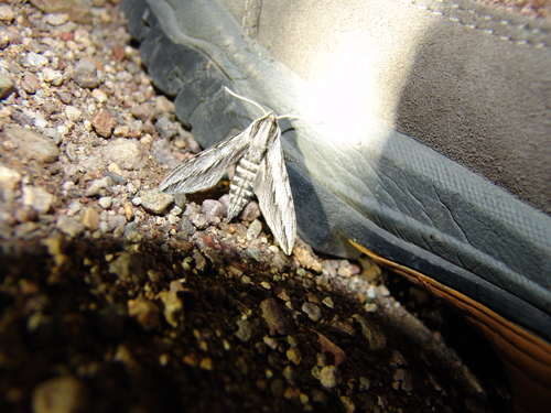 Doll's Sphinx photo 4