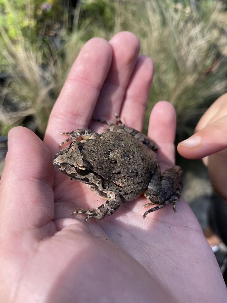 Moroccan Painted Frog from Ceuta, Ceuta, ES on April 25, 2023 at 11:58 ...