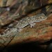 Moorish Gecko - Photo (c) mathias_dezetter, some rights reserved (CC BY-NC-ND), uploaded by mathias_dezetter