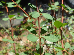Berberis cretica