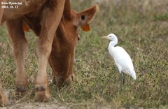 Bubulcus ibis coromandus