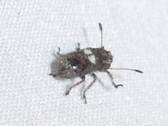 Toxonotus cornutus