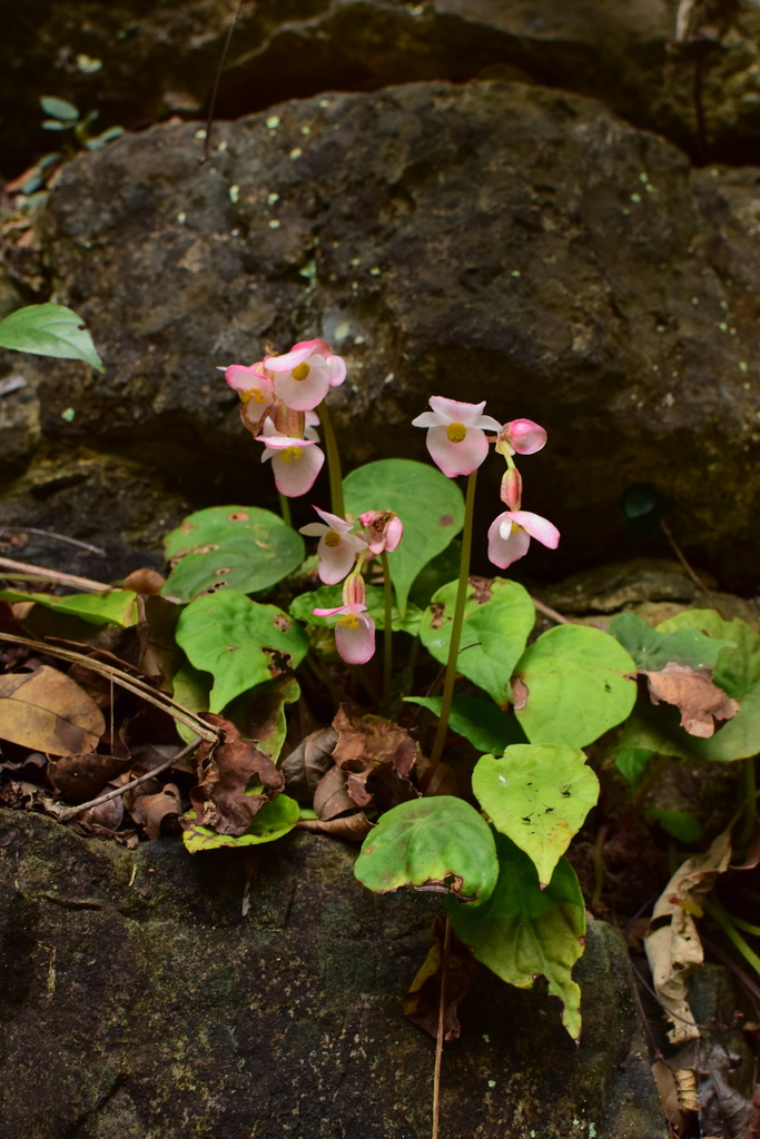 Begonia cavaleriei