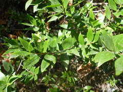 Myrtus communis