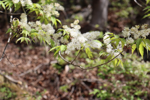 Image of Fraxinus sieboldiana by (c) 岸本年郎, some rights reserved (CC BY)