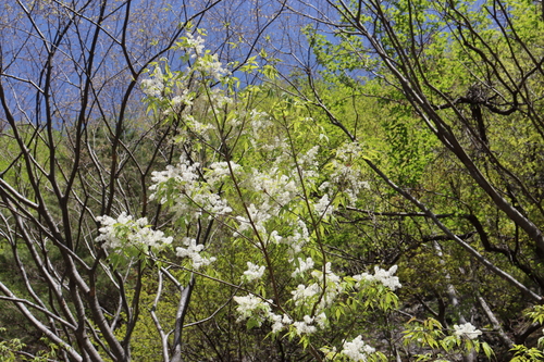 Image of Fraxinus sieboldiana by (c) 岸本年郎, some rights reserved (CC BY)