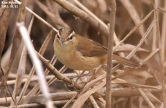 Acrocephalus bistrigiceps