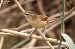 Acrocephalus bistrigiceps