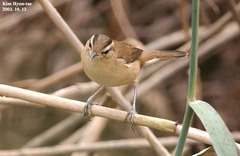 Acrocephalus bistrigiceps