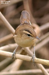 Acrocephalus bistrigiceps