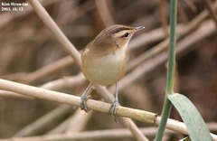 Acrocephalus bistrigiceps