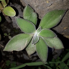 Echeveria coccinea