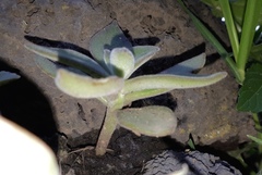 Echeveria coccinea