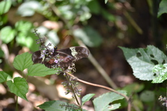 Heliconius hortense