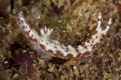 Hypselodoris juniperae