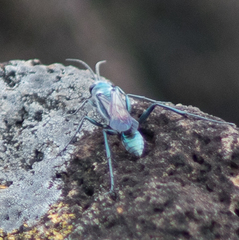 Chalybion bengalense