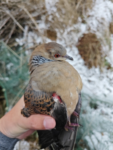 Oriental Turtle-Dove