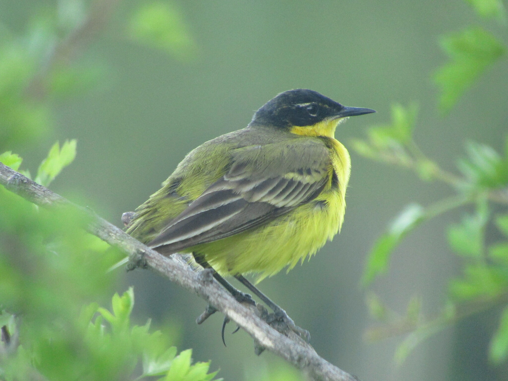 Western Yellow Wagtail (Motacilla flava)