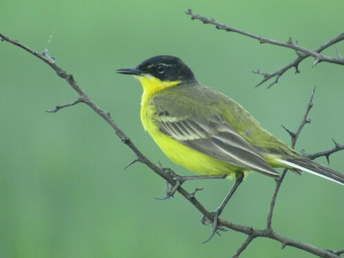 Lavandera Boyera (Motacilla flava)