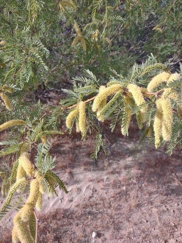 western honey mesquite