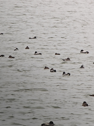 Falcated Duck