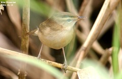 Acrocephalus bistrigiceps