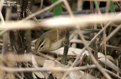 Acrocephalus bistrigiceps