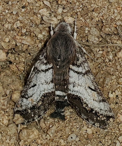 Phaeton Primrose Sphinx photo 4