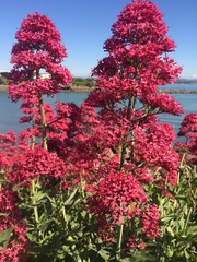 Centranthus ruber