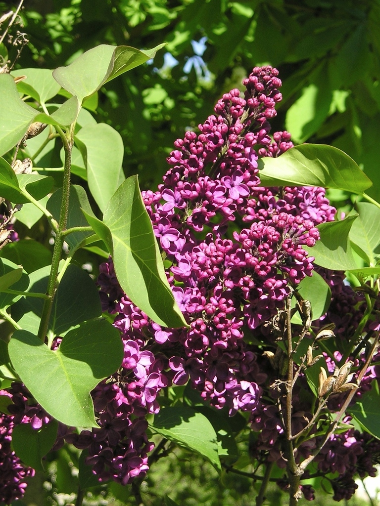Lilacs (Oleaceae (Olive or Ash) of the Pacific Northwest) · iNaturalist