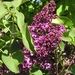Lilacs - Photo (c) Maja Dumat, some rights reserved (CC BY)
