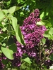 Lilacs - Photo (c) Maja Dumat, some rights reserved (CC BY)