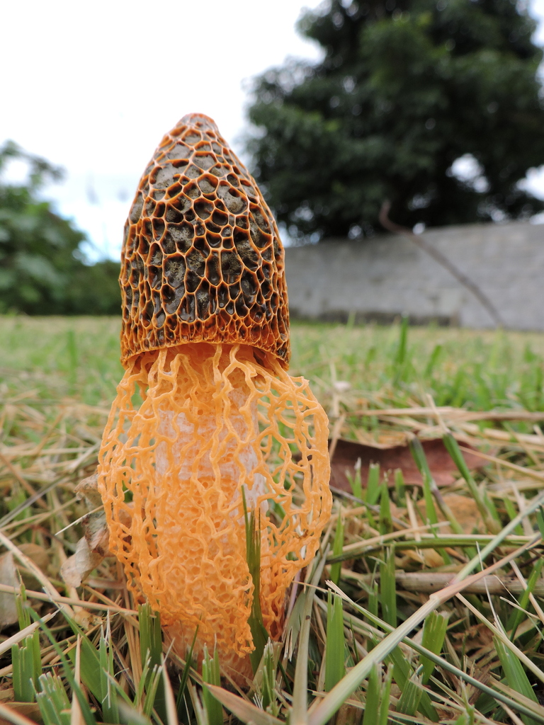 Phallus multicolor · April 2023 · photo: © bariza (iNaturalist, cc-by)