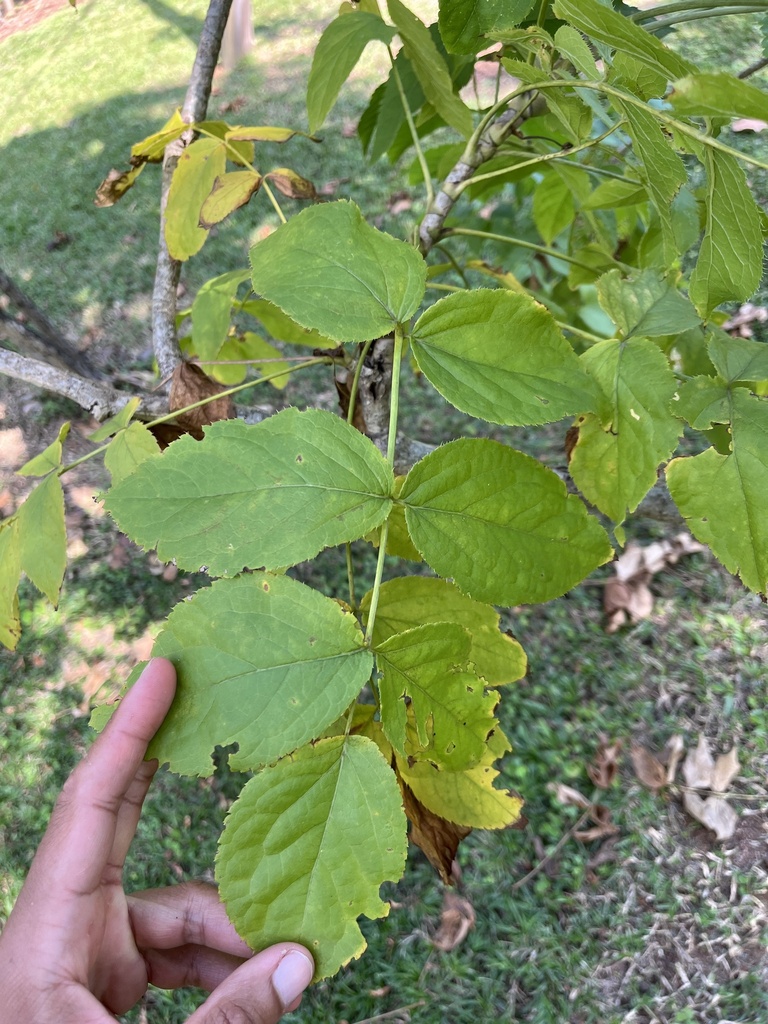 Carrot Tree from Circular Route, Mbombela, MP, ZA on April 25, 2023 at ...